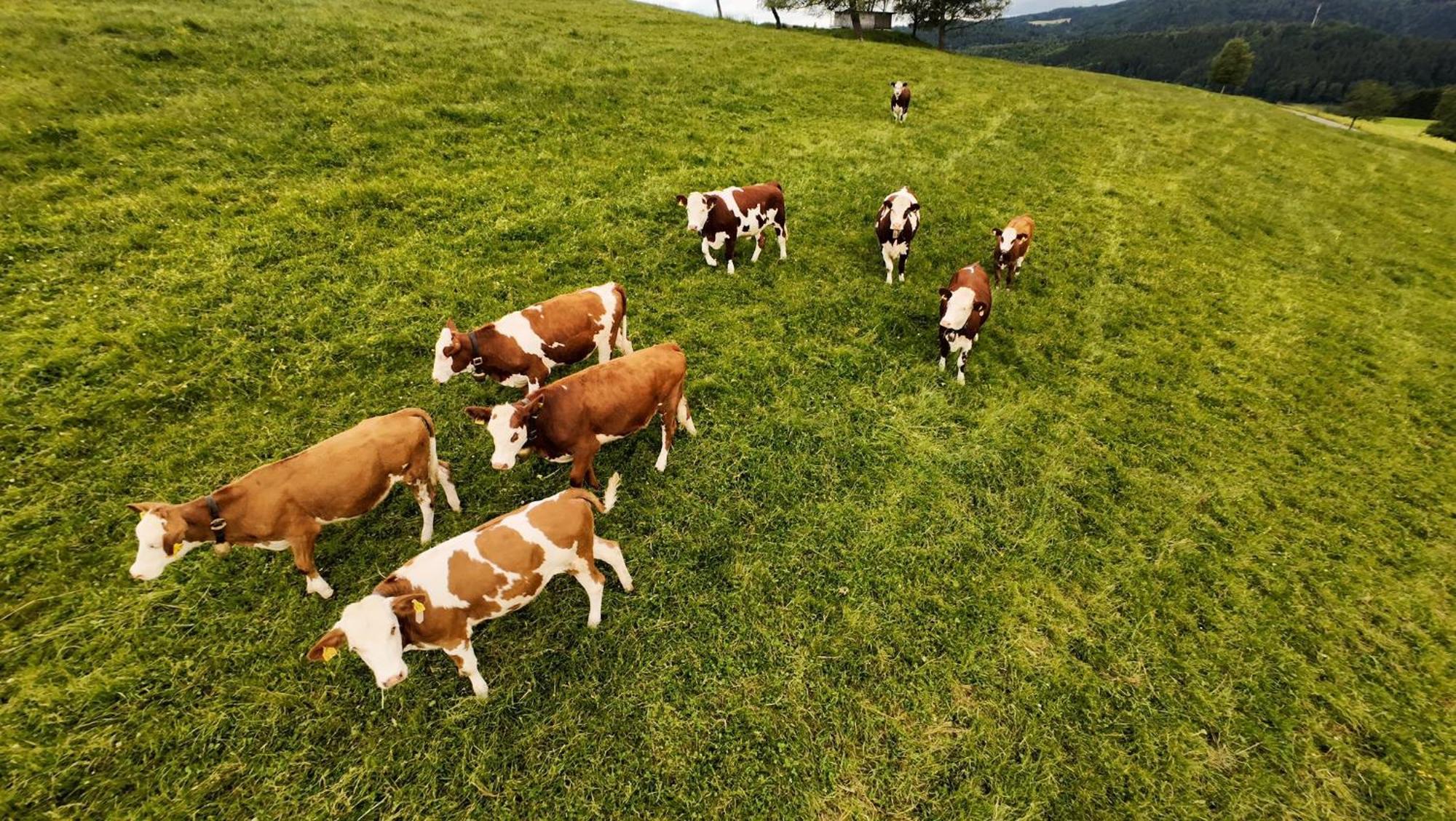 Kapellenhof Ferienwohnungen Triberg im Schwarzwald Exteriör bild